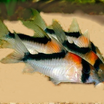 Corydoras adolfoi  Pantsermeerval